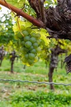 Green grape cluster hanging from old vine in Wrzburg vineyard Stock Photos