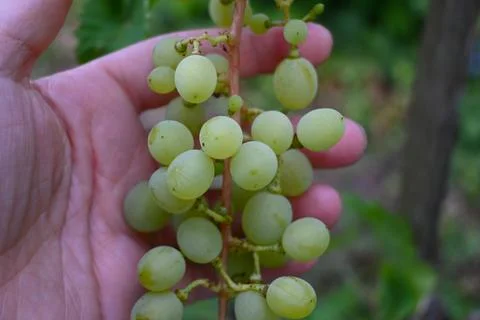Green grape cluster held in a hand Stockfoto's