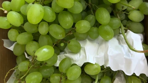Green grape clusters in cardboard box Stock Footage 311809160