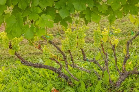 Green grape clusters hanging from a vine with lush green leaves in a vineya.. Stock Photos