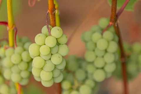 Green grape clusters hanging from vine branches in a vineyard, showcasing f.. Stock Photos