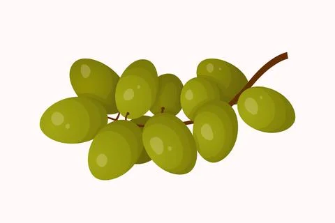 Green grape fruit. Vector illustration in realistic style. Food illustratio.. Stock Illustration