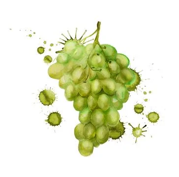 Green grape grunge Stock Illustration