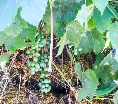 Green grape hanging on the grapevine. Stock Photos