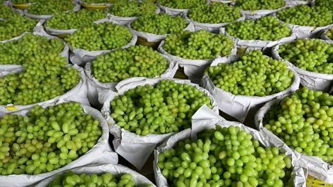 Green Grape Harvest Stock Footage 159186785