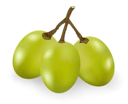 Green grape isolated on the white background Illustrazione stock