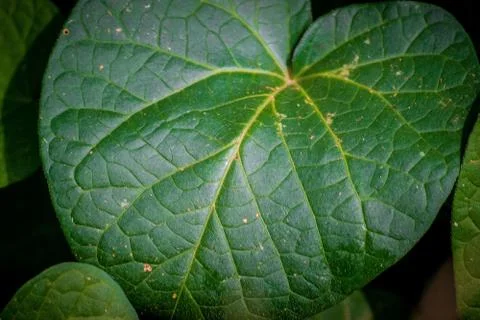 Green grape leaf close-up Stock Photos
