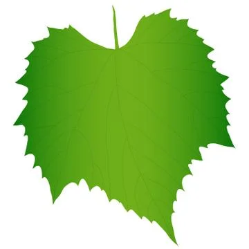Green grape leaf イラスト素材