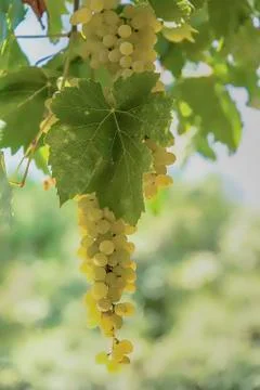 Green Grape with Leaf. Isolated Stock Photos