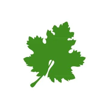 Green grape leaf isolated on the white background vector illustration. Stock Illustration