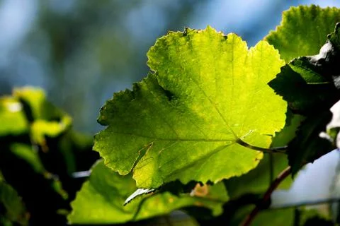 Green Grape Leaf with Light and Shadow Foto stock