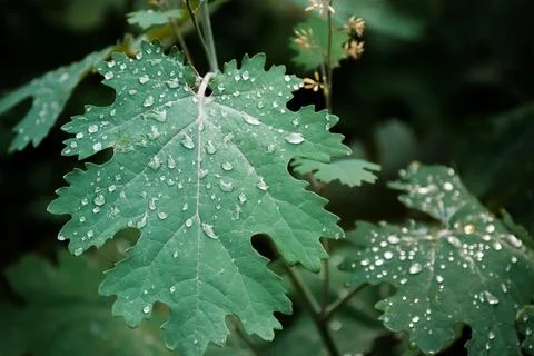 Green Grape Leaf with Morning Dew Raindrops Nature Close-Up Stock Photos