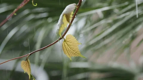 Green grape leaf in the rain Stock Footage 217369009