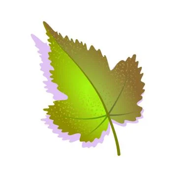 Green grape leaf textured with shadow, isolated on white background. Realistic Stock Illustration
