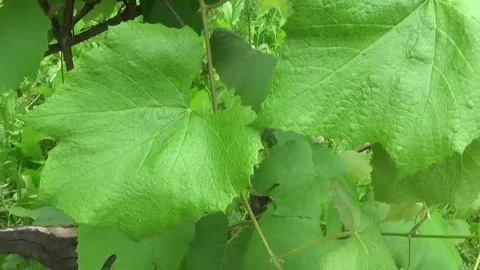 A green grape leaf on a vine under the bright rays of the summer sun sways Video stock 312267796