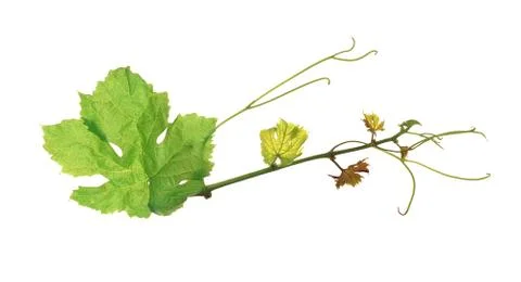 The green grape leaf on a white background, isolated Stock Photos