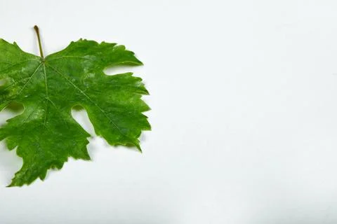 A green grape leaf on white background Stock Photos