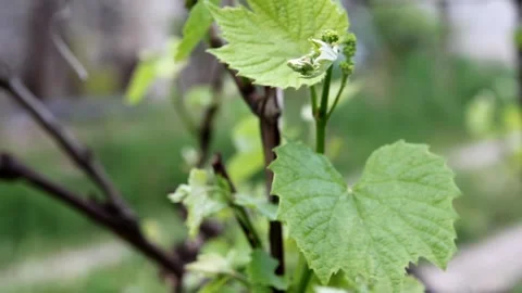 Green grape leaves with budding flowers Stock Footage 325654804
