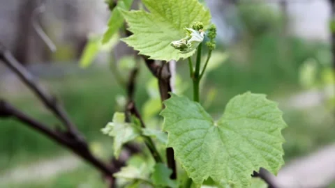 Green grape leaves with budding flowers in a garden setting. Background is b Stock Footage 330902936