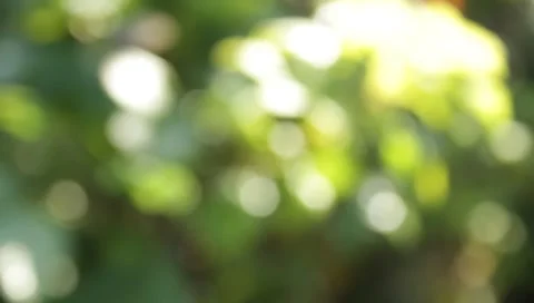 Green grape leaves Stock Footage 8650200