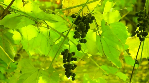 Green grape leaves Video stock 55251311