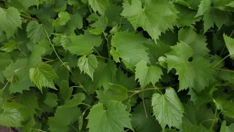 Green grape leaves Stock Footage 310937523