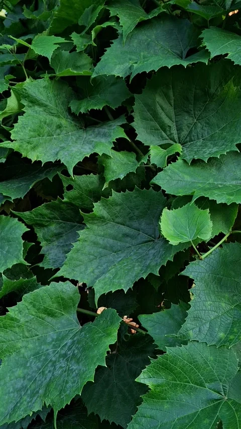 Green grape leaves Stock-Footage 344480010