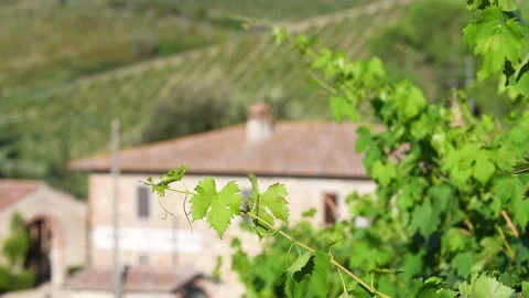 Green grape leaves swaying in the wind Stock Footage 211726372