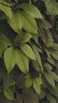 Green grape leaves on the wall close-up. Wild grapes. Stock Photos