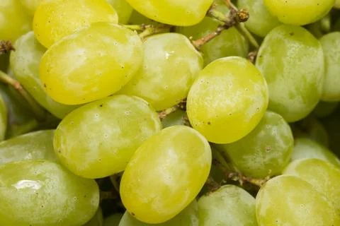 Green Grape Macro Stock Photos