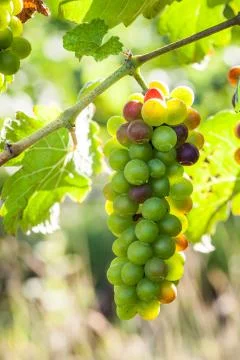 Green grape Stock Photos