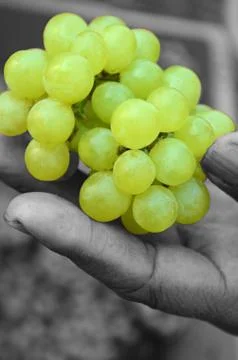 Green grape Stock Photos