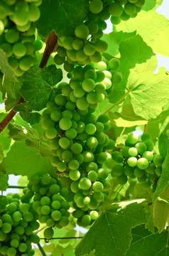 Green grape Foto stock