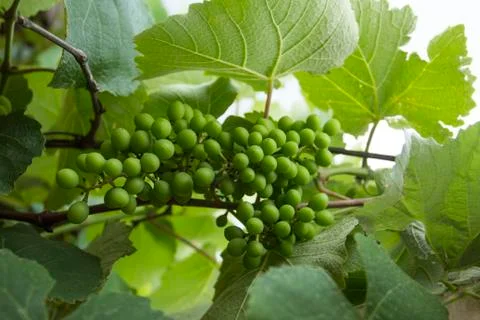 Green grape. Stock Photos