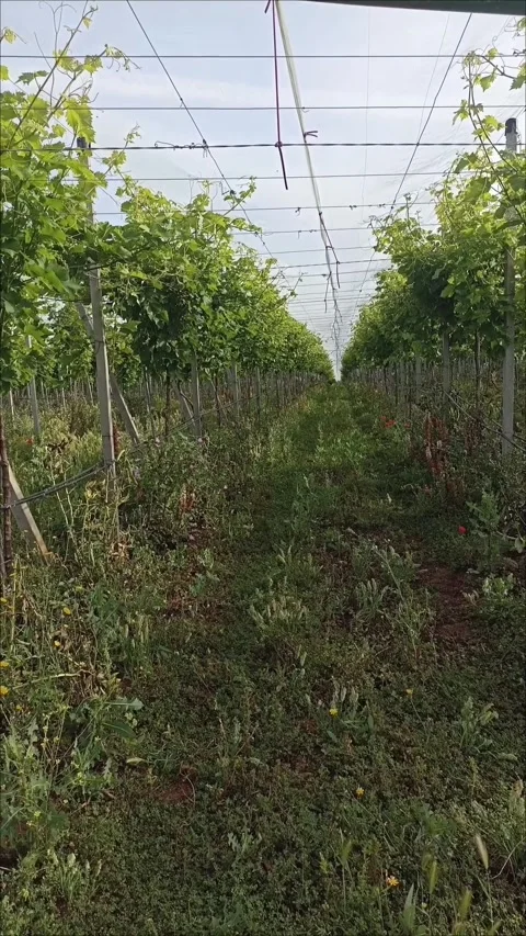 Green Grape Rows in a Professional Farm - Agriculture Stock Video Stock Footage 333926021