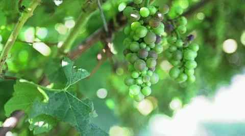 Green grape in tree Stock Footage 19556791