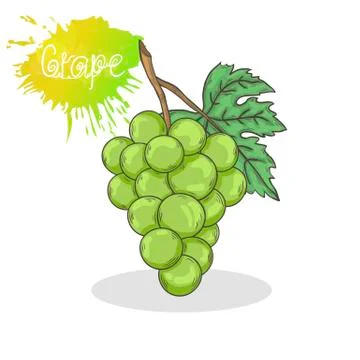 Green grape vector illustration Stock Illustration