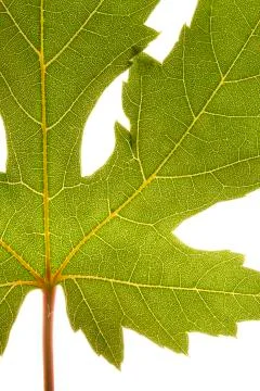 Green grape vine leaf macro Stock Photos