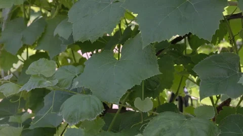 Green Grape Vine Leaf Vineyard Foliage and Organic Viticulture Stock Footage 313496261