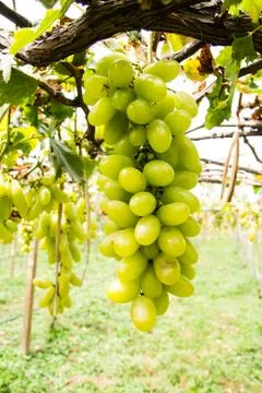 Green grape on vine Stock Photos