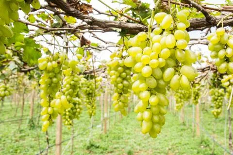 Green grape on vine Stock Photos