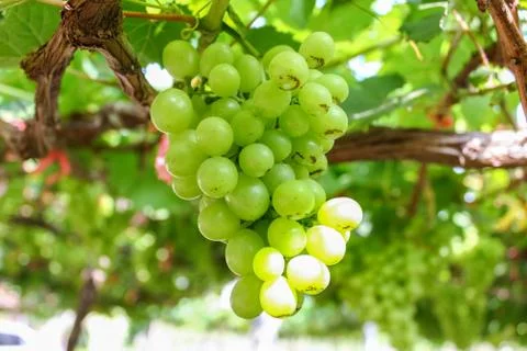 Green grape on the vine. Foto stock