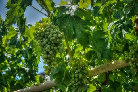 Green Grape on a Vine Stock Photos