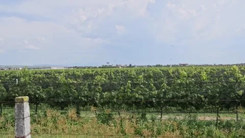 Green Grape Vineyard Landscape in the Queretaro Countryside Stock Footage 341376459
