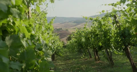 Green grape vineyard overlooking tuscan hills Видео 340589671