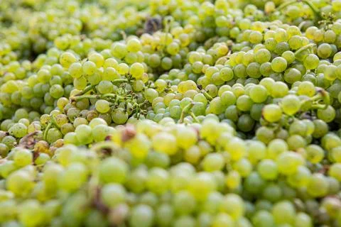 Green grape wine Stock Photos