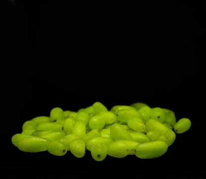 Green grape without branches and leaves isolated on black. With clipping path Stock Photos