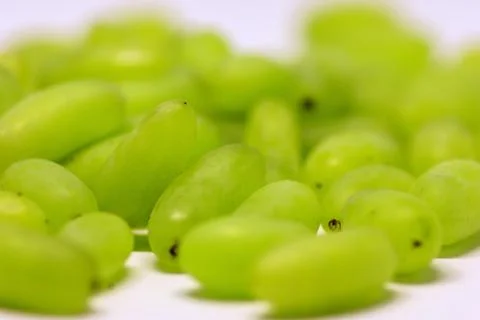 Green grape without branches and leaves isolated on white. With clipping path Stock Photos