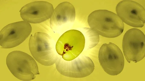 Green grape on a yellow background. Rays of light. Rotating slice. Stock Footage 217008895