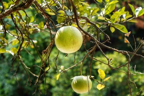 Green grapefruit on a tree branch Stock Photos